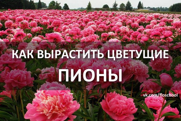Почему пионы не цветут одни листья Почему пионы не цветут одни листья