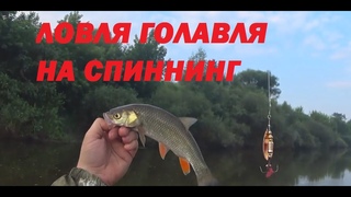 ЛОВЛЯ ГОЛАВЛЯ НА СПИННИНГ. ЛЮБИМАЯ ВЕРТУШКА ЛОВИТ ВСЁ