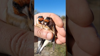 Обзор пара ЩЕГОЛ 🐦🐦🐦как отличить самца от самки 🤘🤘🤘