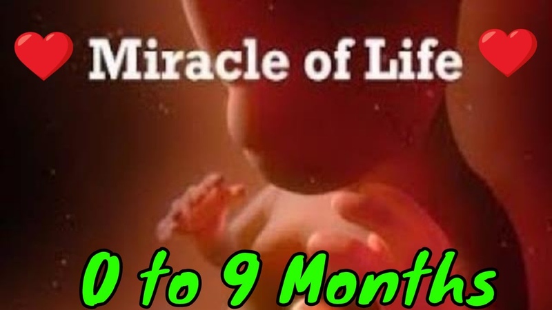 Womens health Fetal Development 0 to 9 Months Signs and