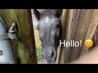 My Husband & Our Horses :)