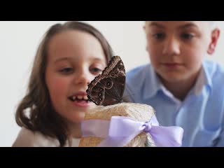 Ферма бабочек с живыми бабочками🦋 Обзор домашнего “Бабочкария“ от Флай-Флай✨