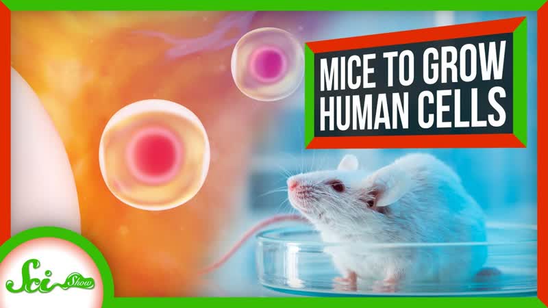 Why Scientists Are Using Mice to Make Human