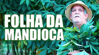 SE VOC SOUBESSE DOS BENEFCIOS DA FOLHA DA MANDIOCA, VOC PLANTARIA UMA P EM SUA CASA HOJE MESMO