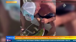 Тропические рыбы появились в одном из районов Приморья