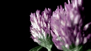 Macro Flowers - Mi 9T, Sirui 10X Macro Lens, mcpro24fps