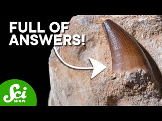 Why Teeth Make The Best Fossils