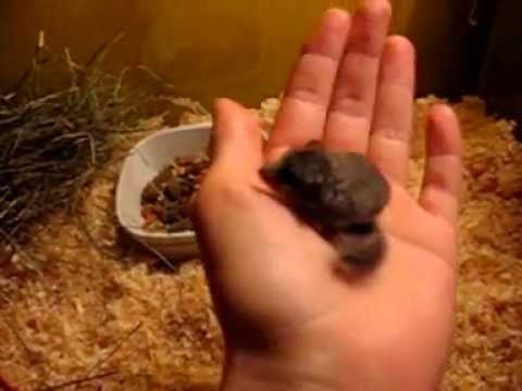 Malutka popielica afrykańska