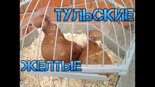 Тульские жарые желтые турманы | Порода голубей