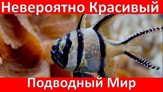 Нереально Красивые Кадры Подводного Мира / Unrealistically Beautiful Footage of the Underwater World