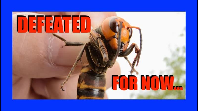 Scientists Defeat First MURDER HORNET Nest, OFFICE HOURS Podcast,