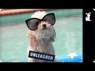 Miley Cyrus - We Can’t Stop (PET PARODY) -- Maltey Cyrus - We Can Bark (Full Version)