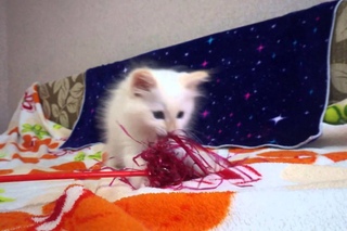 Невский Маскарадный котёнок Бальтазар.