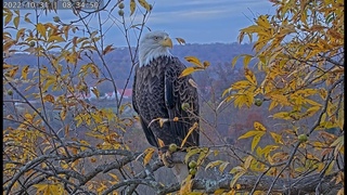Dulles Greenway Eagle Cam - Side Cam #baldeagle #livestream #nestcam