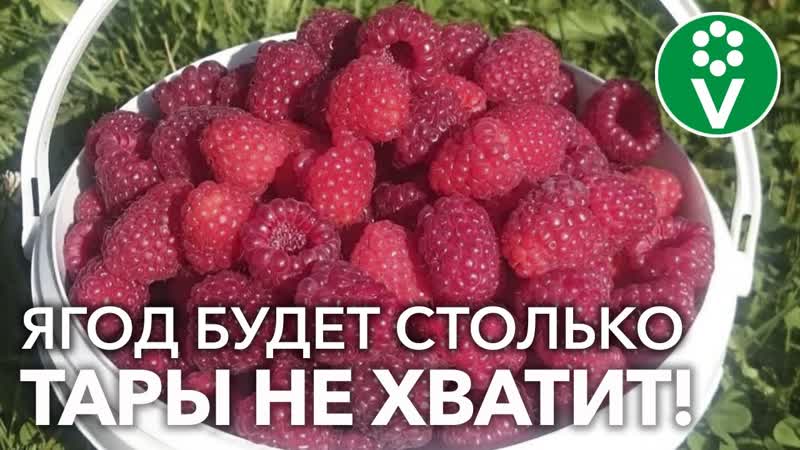 МАЛИНА: УХОД НА ВЕСЬ ГОД Календарь подсказка для вашего