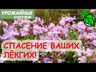 БОГОРОДСКАЯ ТРАВА ЧАБРЕЦ ТИМЬЯН - оздоровление и избавление от кашля! Кашель и бронхит ПОБЕДИТ!