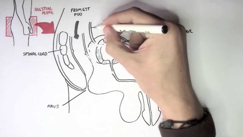 Reproductive System Male