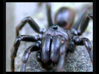 Purse Web Spider - Atypus affinis - Male