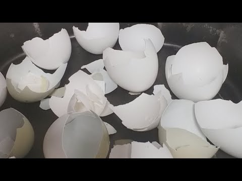 Reciclar Casca De Ovo Nao Joge Mais Fora.