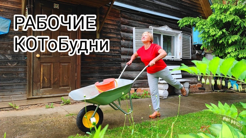 КОТоБудни: День рождения Муси, наводим порядок в доме,