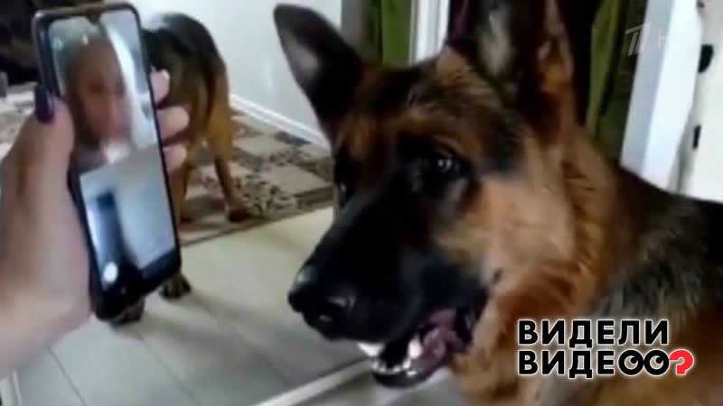 Овчарка очень соскучилась по хозяйке Видели видео Фрагмент