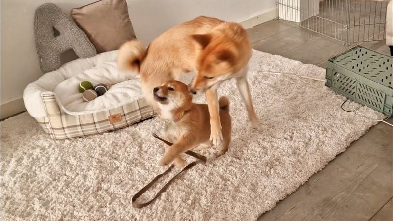 Raya Reunites with Asami after her rehoming Both were