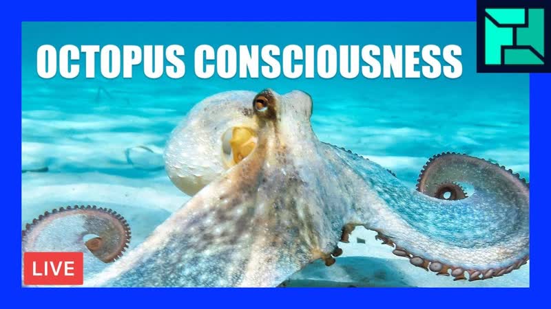 You shouldn t eat octopus. Here s why. , OFFICE HOURS Podcast