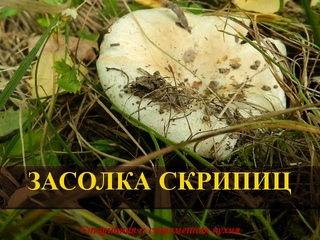 Как солить скрипуны.  Скрипица (скрипуха), засолка