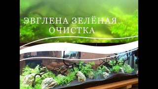 Эвглена зелёная. Очистка мутной воды в аквариуме на 700 литров до кристальной.