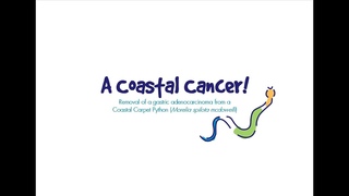 Удаление аденокарциномы желудка у коврового питона / A Coastal Cancer