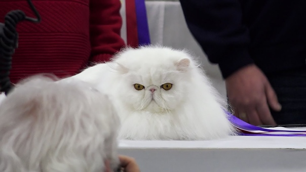 CFA International Cat Show 2016 Best of the