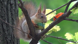 Бельчонок и огурчик / Squirrel baby and cucumber