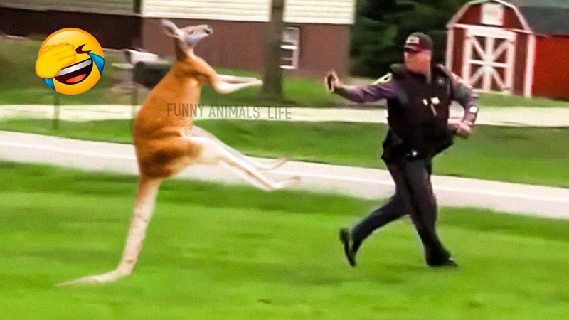 Best Funny Animal Videos 2021 and 2022 Funniest Dogs And Cats