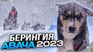 БЕРИНГИЯ АВАЧА - горная гонка на собачьих упряжках