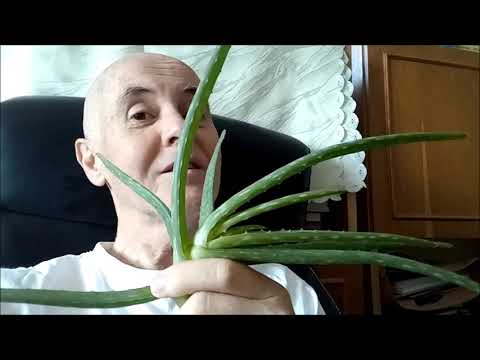 Aloevera reggel, tartós, jó közérzet és egészség a