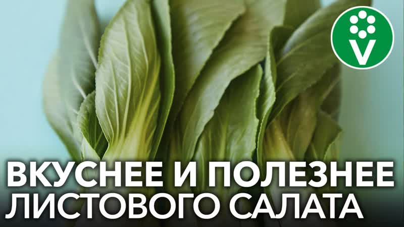 5 ЭКЗОТИЧЕСКИХ РАСТЕНИЙ, КОТОРЫЕ Я РЕКОМЕНДУЮ ВЫРАЩИВАТЬ