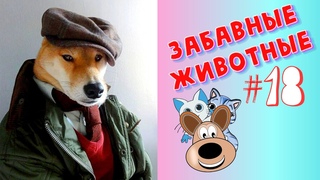 Смешные Животные / Приколы 2020 / Приколы Животные /Приколы с Животными / Лучшие Приколы #18