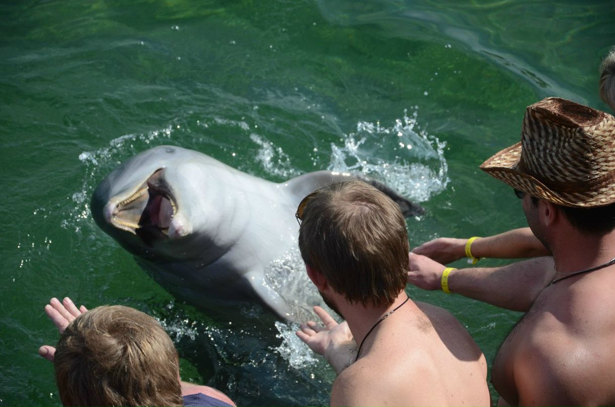 Сергей Желнинский Александрович | Воронеж