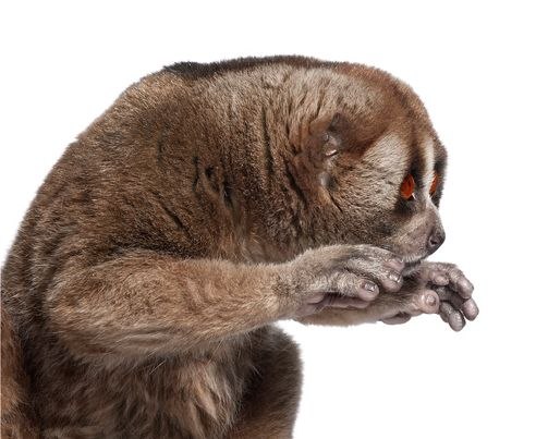 Константин Маркович | Хейловщина