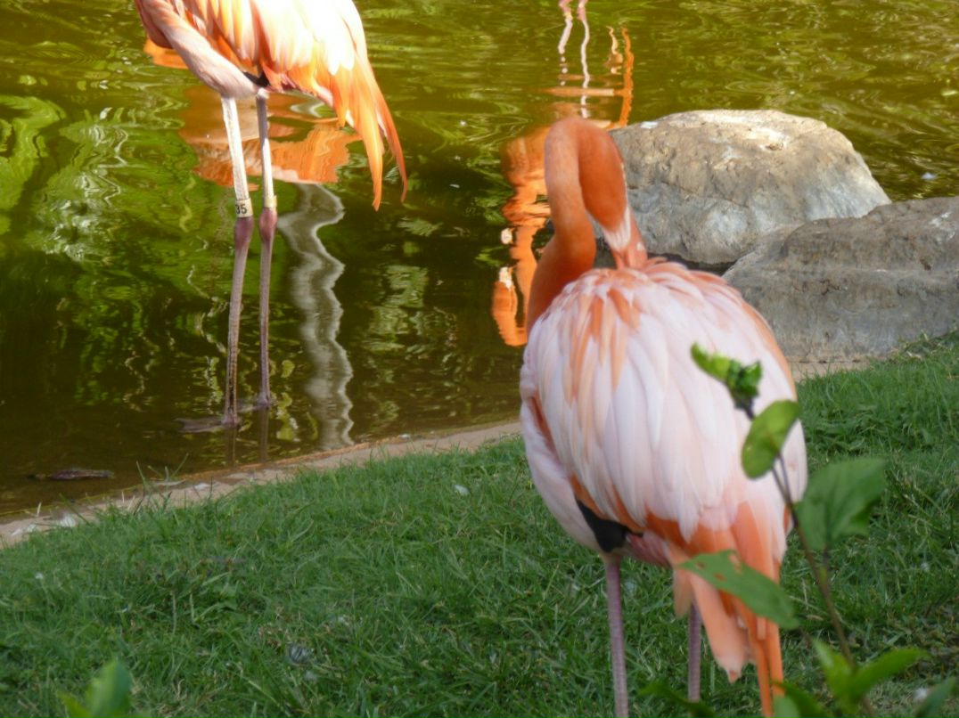 Лариса Федорова | New York City