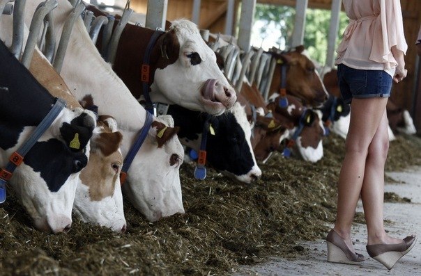 Катя Загорская | 