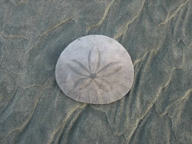 №3, Нина Douglas №3, Нина Douglas