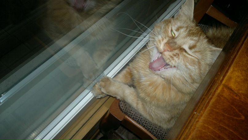 Кристина Алексеева | Выборг