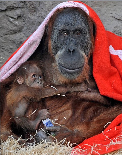 Наталья Халаева | Санкт-Петербург