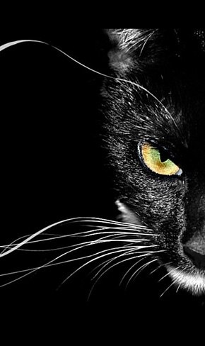 Кашкай Панкратов чёрный | Addis Ababa