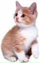 Фотография Картинки Котяток-И-Щенят