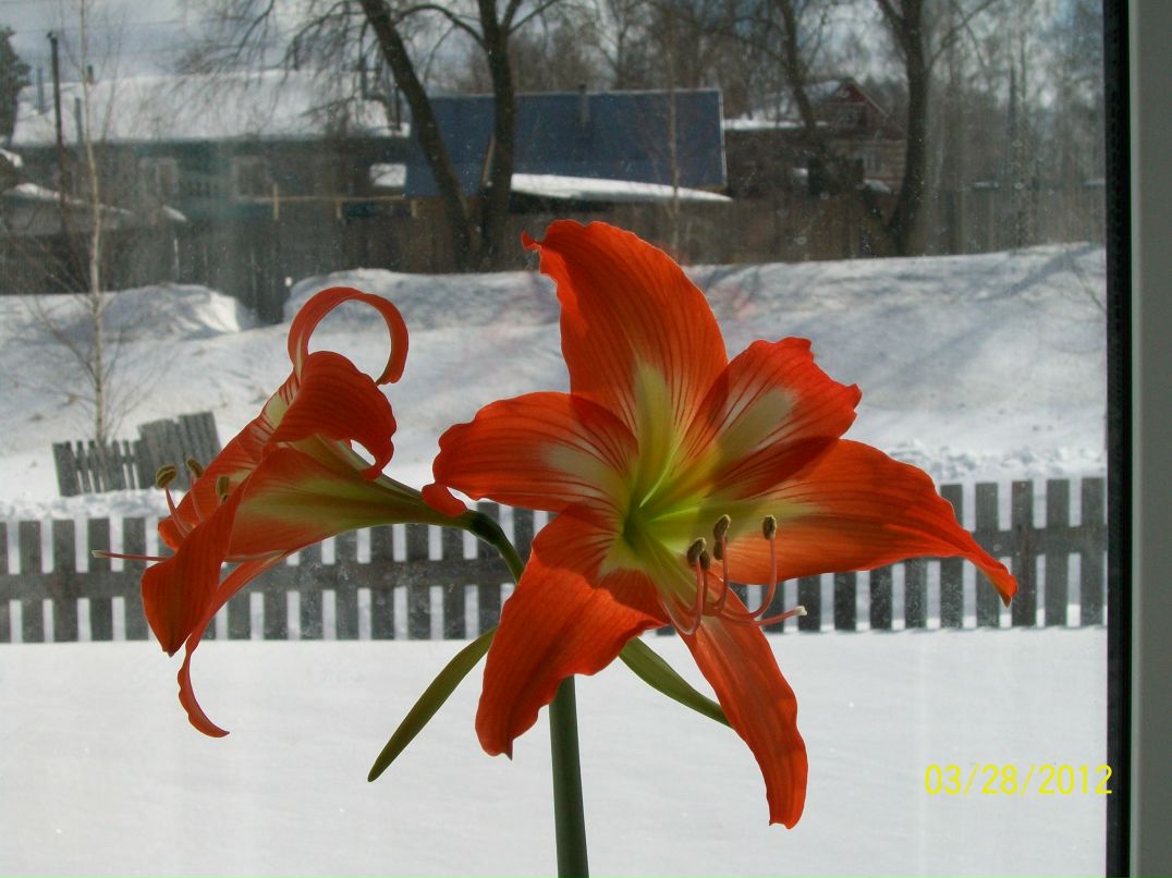 Алла Ровчак | Архангельск