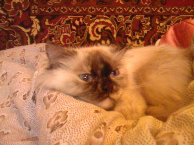 Анастасия Кличко | Новосибирск