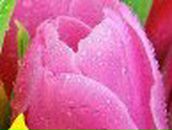 Полина Тесленко | Полтава