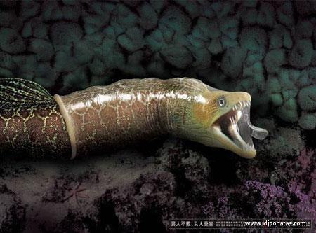 Анастасия Медко | Киев